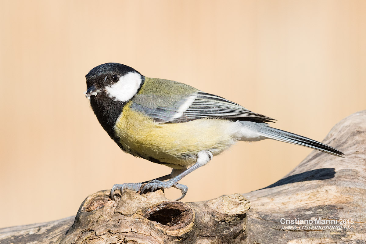 Cinciallegra - Parus major