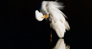 Airone bianco maggiore - Ardea alba - Great Egret